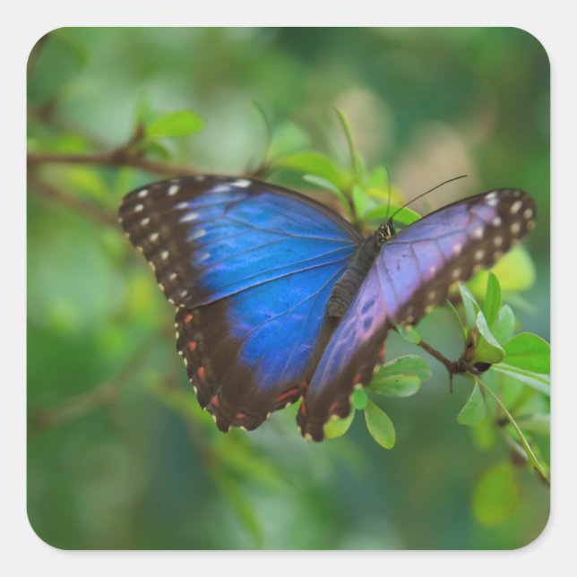 Blue Butterfly Stickers (Vorderseite)