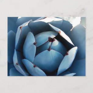 Blue Cactus Postcard Postkarte