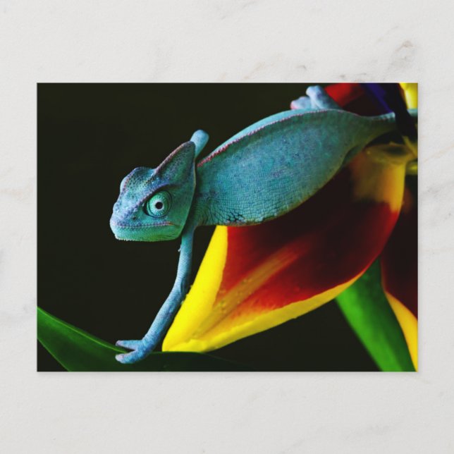 Blue Chameleon Postkarte (Vorderseite)