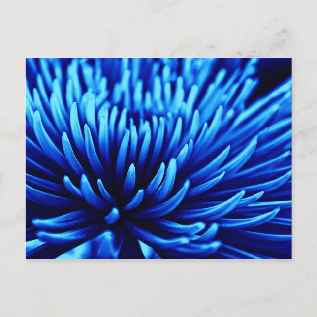 Blue Chrysanthema Blume Postkarte (Vorderseite)