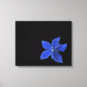 Blue Clematis auf schwarz gestrichenen Canvas Leinwanddruck