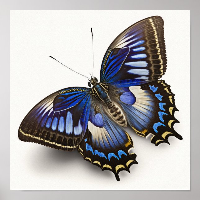 Blue Clipper Butterfly Art Print Poster (Vorne)