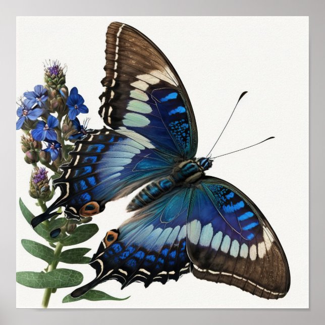 Blue Clipper Butterfly Art Print Poster (Vorne)