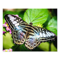 Blue Clipper Butterfly