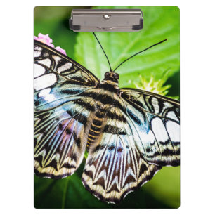 Blue Clipper Butterfly Klemmbrett