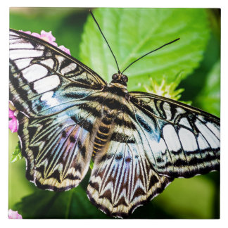 Blue Clipper Fliese