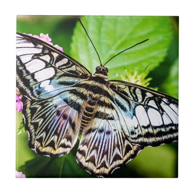 Blue Clipper Fliese (Vorderseite)