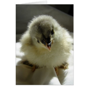 Blue Cochin Chick