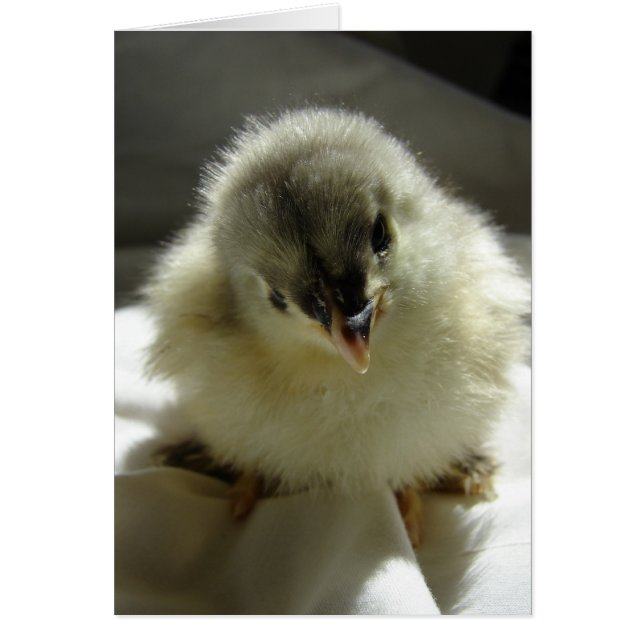 Blue Cochin Chick (Vorne)