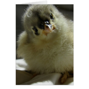 Blue Cochin Chick