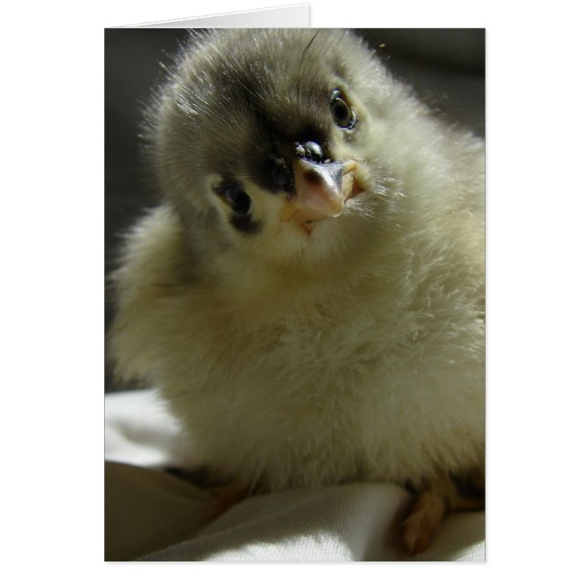 Blue Cochin Chick (Vorne)