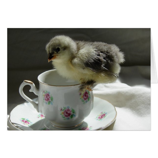 Blue Cochin Chick (Vorderseite (Horizontal))