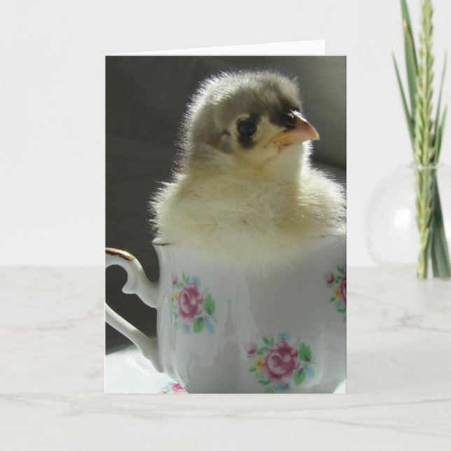 Blue Cochin Chick Karte (Vorderseite)