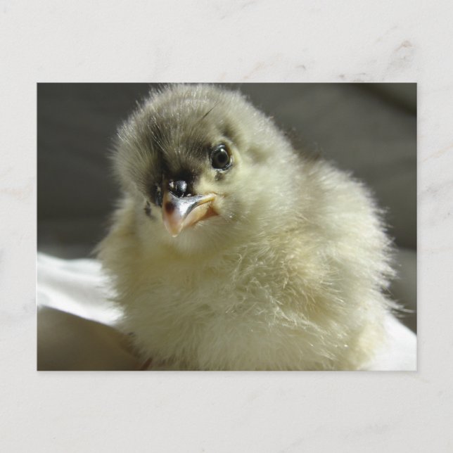 Blue Cochin Chick Postkarte (Vorderseite)