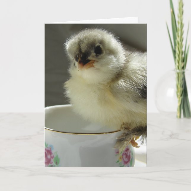 Blue Cochin Chick - Teacup Karte (Vorderseite)