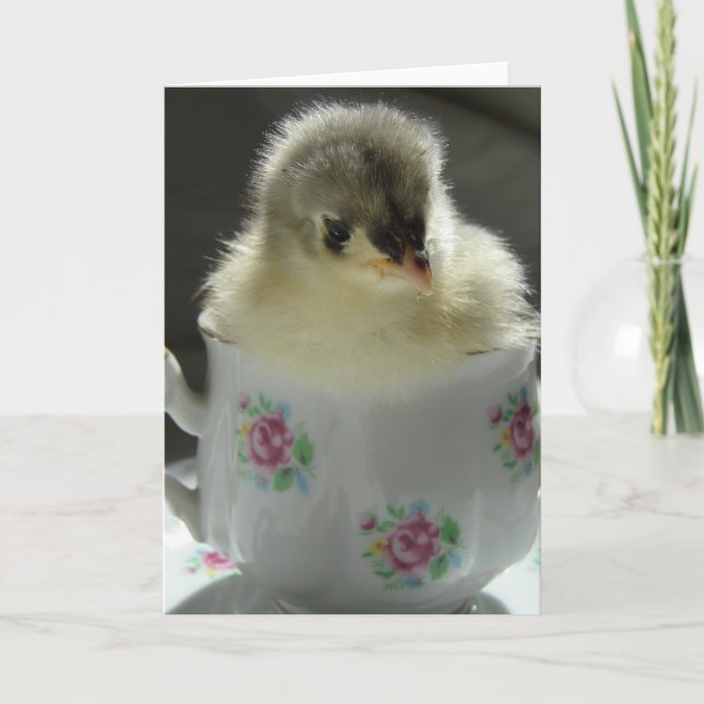 Blue Cochin Chick Teacup Karte (Vorderseite)