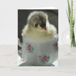Blue Cochin Chick Teacup Karte