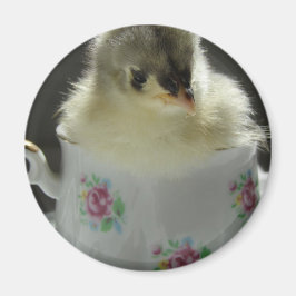 Blue Cochin Chick Teacup Magnet