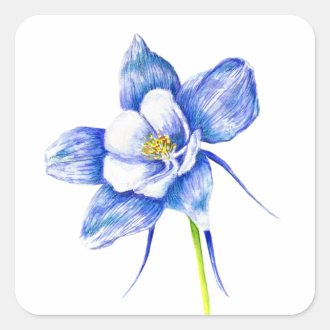 Blue Columbine Blume Quadratischer Aufkleber (Vorderseite)