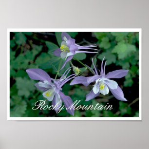 Blue Columbine, Rocky Mountain National Park Poster