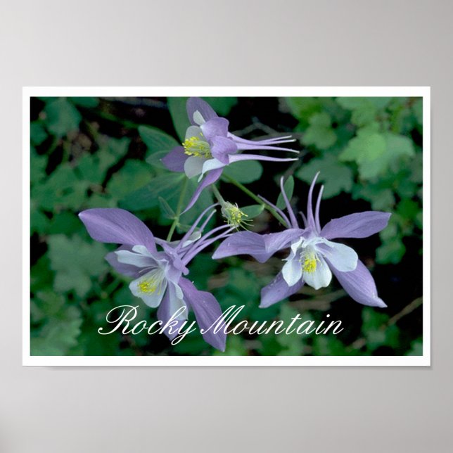 Blue Columbine, Rocky Mountain National Park Poster (Vorne)