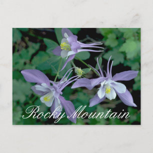 Blue Columbine, Rocky Mountain National Park Postkarte