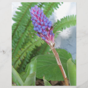 Blue Cone Bromeliad Blume