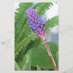 Blue Cone Bromeliad Blume