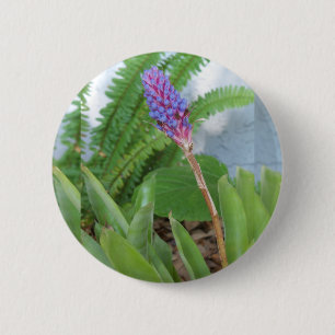 Blue Cone Bromeliad Blume Button