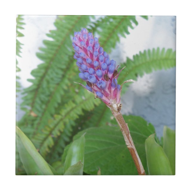 Blue Cone Bromeliad Blume Fliese (Vorderseite)