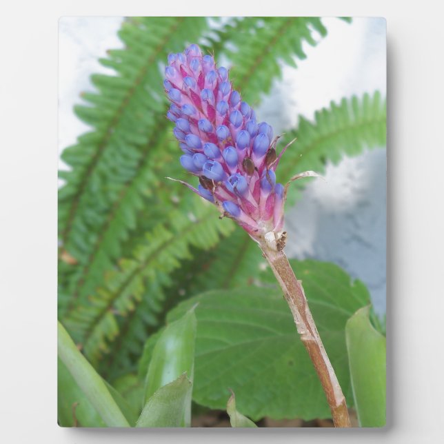 Blue Cone Bromeliad Blume Fotoplatte (Vorderseite)