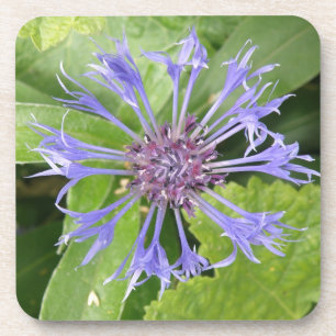 Blue Cornflower Cork Untersetzer