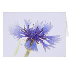 Blue Cornflower Foto - Grußkarte