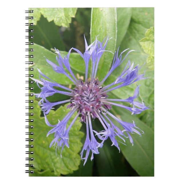 Blue Cornflower Notebook Notizblock (Vorderseite)
