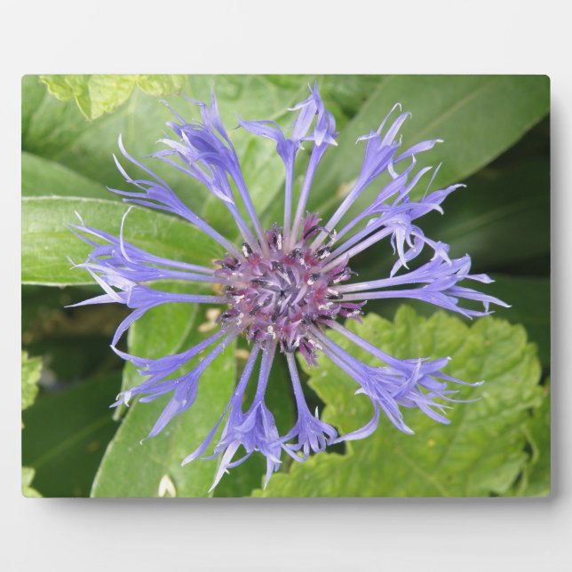Blue Cornflower Plaque Fotoplatte (Vorderseite)