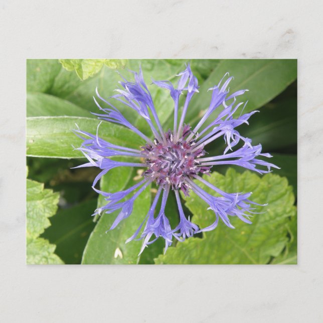 Blue Cornflower Postcard Postkarte (Vorderseite)