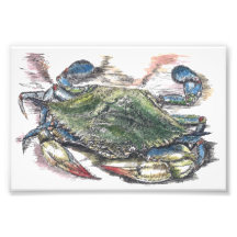 Blue Crab Art Foto Print
