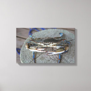 Blue Crab Chesapeake Bay Leinwand Art
