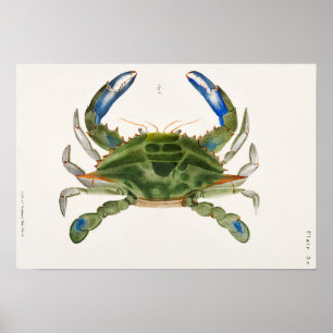 Blue Crab Illustration aus der Zoologie von New Yo Poster