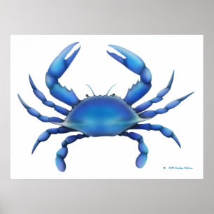 Blue Crab Print Poster