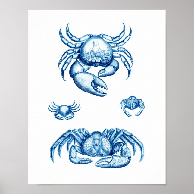 Blue Crabs Antique Meereswelt Crustaceans Print No Poster (Vorne)