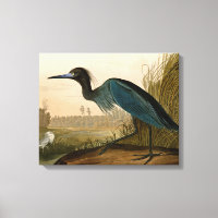 Blue Crane Heron Audubon Malerei