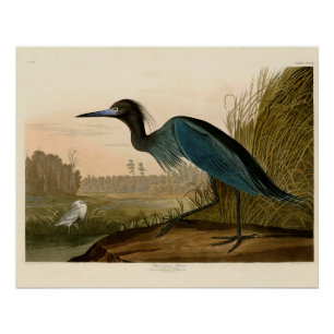 Blue Crane Heron Audubon Malerei Poster
