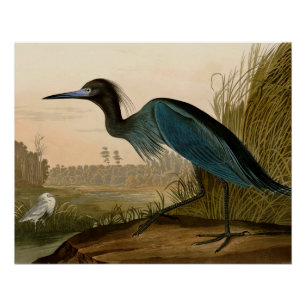 Blue Crane Heron Audubon Malerei Poster