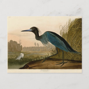 Blue Crane Heron Audubon Malerei Postkarte