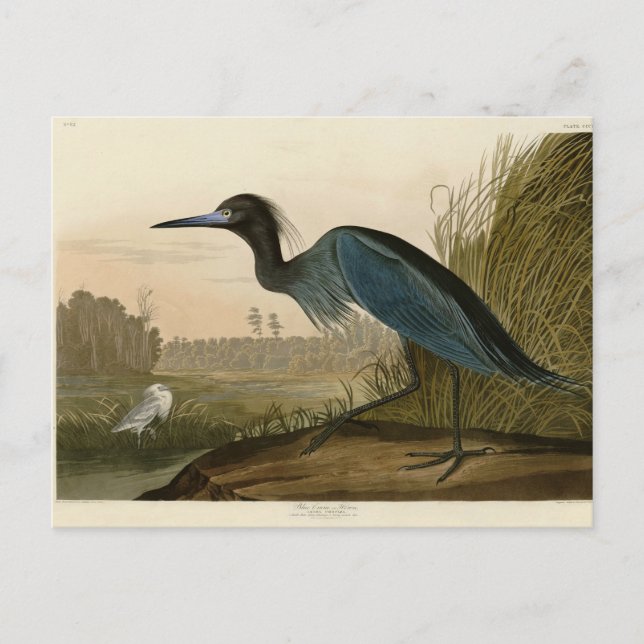 Blue Crane Heron Audubon Malerei Postkarte (Vorderseite)