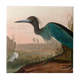 Blue Crane oder Heron Birds of America Audubon Pri Fliese