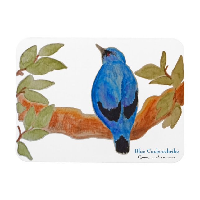Blue Cuckoshrike on Branch Watercolor Bird Magnet (Horizontal)