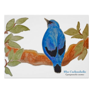 Blue Cuckoshrike on Branch Watercolor Bird Poster