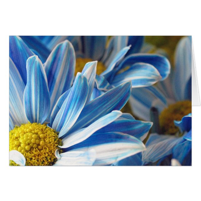 Blue Daises #2 (Vorderseite (Horizontal))